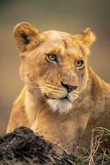 Close-up of lioness lying behind muddy bank