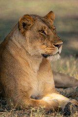 Close-up of lioness lies on grassy plain