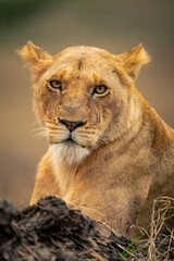 Close-up of lioness lies staring at camera