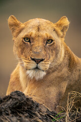 Close-up of lioness lying near muddy bank