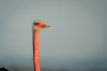 Close-up of male common ostrich on savannah