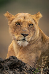 Close-up of lioness lying with closed mouth