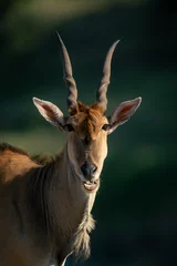 Papier Peint photo Lavable Antilope Close-up of male common eland opening mouth