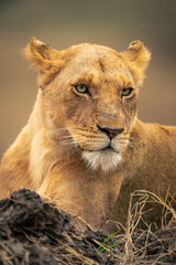 Close-up of lioness lying with mouth closed
