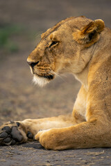 Close-up of lioness lying on bare earth