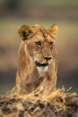 Close-up of male lion standing turning head
