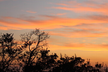 sunset in the forest