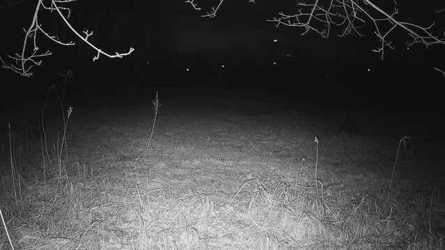 Eine Rotte Wildschweine l&auml;uft in der Nacht &uuml;bers Feld