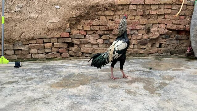 A colorful fighting rooster stands in the yard. Close-up of Asian Cockfighting. The rooster is looking around. 