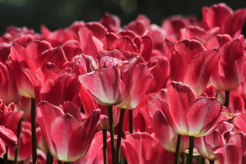 pink tulips