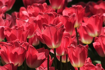 pink tulips in the garden