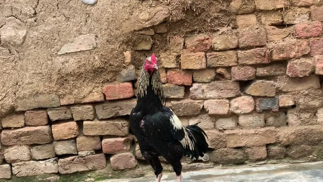 A colorful fighting rooster stands in the yard. Close-up of Asian Cockfighting. The rooster is looking around. 