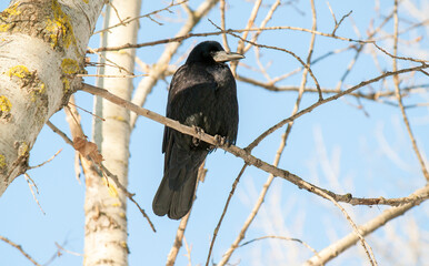 crow on a branch
