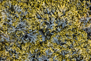 Close up Seaweed
