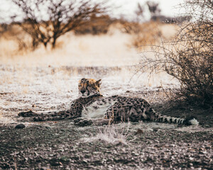 Gepard © Kühr