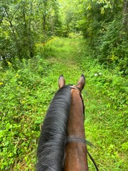 Horse on forest path