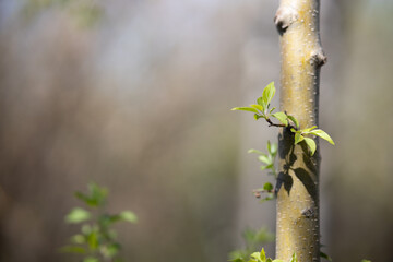 the trunk of a young tree and a green leaf on the trunk