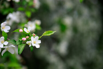 an apple blossom on a branch against the background of a blurred spring garden