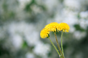 three yellow dandelion flowers on a blurred light background