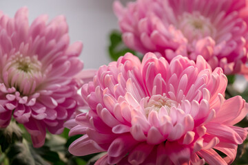 selective focus of the chrysanthemum flower, bright pink petals close-up