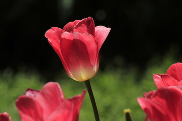 pink tulip