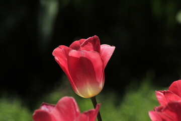 pink tulip in the garden