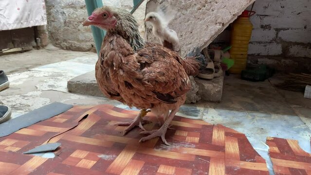 Mother brown hen with her chicks. Beautiful newborn chicks walking on the floor. Hen is protecting her small chicks. Hen is sitting with her yellow chick. The chicks are hidden under the mother.