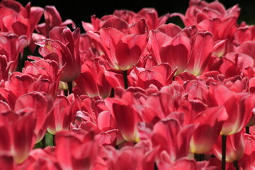 pink tulips in the garden