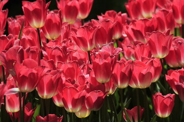 pink tulips in the garden