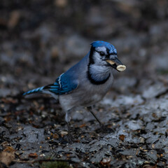 Blue Jay Stuffing Food In His Mouth