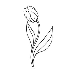 Line sketch of spring tulip flowers.Vector graphics.