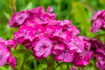 Flowers. Turkish carnation. Landscape is nature. Gardening. Photo wallpapers