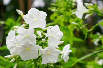 Flowers. Phloxes. Beauty is in nature. Gardening. Photo wallpapers