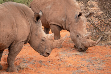 Obraz premium Black rhinoceros (Diceros bicornis) in the red sands of the Kalahari Desert, Namibia, Africa