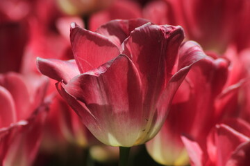pink tulip closeup