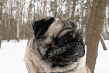 Dog. Pug. Thoroughbred dog in winter. Animal themes. Pets