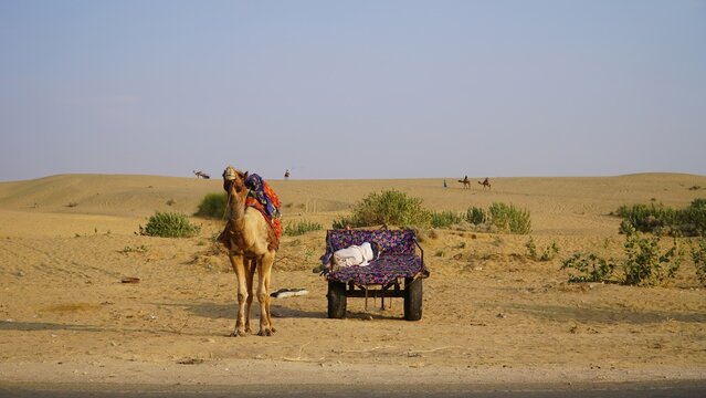 a camel standing on dessert in rajasthan sam desert jaisalmer