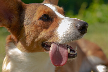 Dog. Welsh Corgi Pembroke. Smiling cute purebred dog. Pet