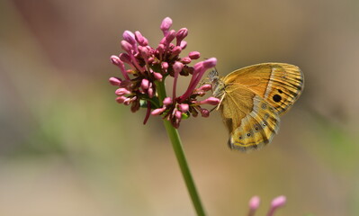 Coenonympha saadi 966