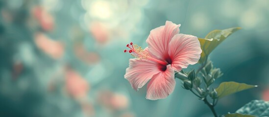 Blurred Vintage Effect: Stylish Hibiscus Flower in a Blurred Vintage Effect Style