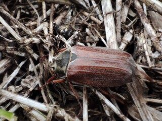 a brown large cockchafer crawls through gray dry grass in early spring