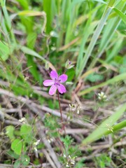 Beautiful purple flower on a background of green grass in macro