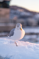 Seagull enjoying the  the winter sunset time in oslo norway