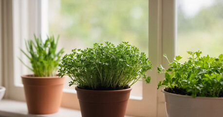 A vibrant windowsill garden with an array of fresh herbs, including mint, basil, chives, and more, perfect for homegrown culinary adventures. - obrazy, fototapety, plakaty