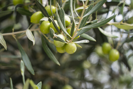 Green olives on a tree in Greece in the center of Athens, close-up photo.