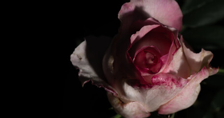Uma bela e singela flor chamada rosa. A beleza da natureza. Bela flor. Bela rosa.