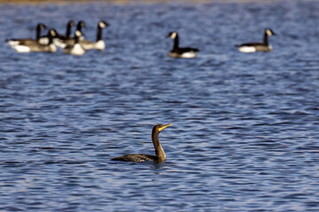 The double-crested cormorant (Phalacrocorax auritus),north american cormorant on the lake