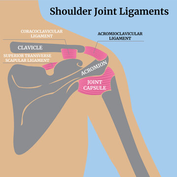 Acromioclavicular - Images et vidéos libres de droits | Adobe Stock