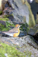 Orange-headed Ground Thrush (Geokichla citrina) in India.