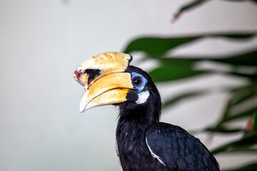 Oriental Pied Hornbill (Anthracoceros albirostris) in Malaysia